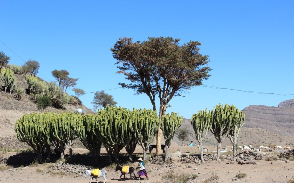 In einer trockenen Landschaft mit Kakteen zieht eine Person mit beladenen Eseln vorbei, was auf eine Welt ohne Hunger hindeutet.