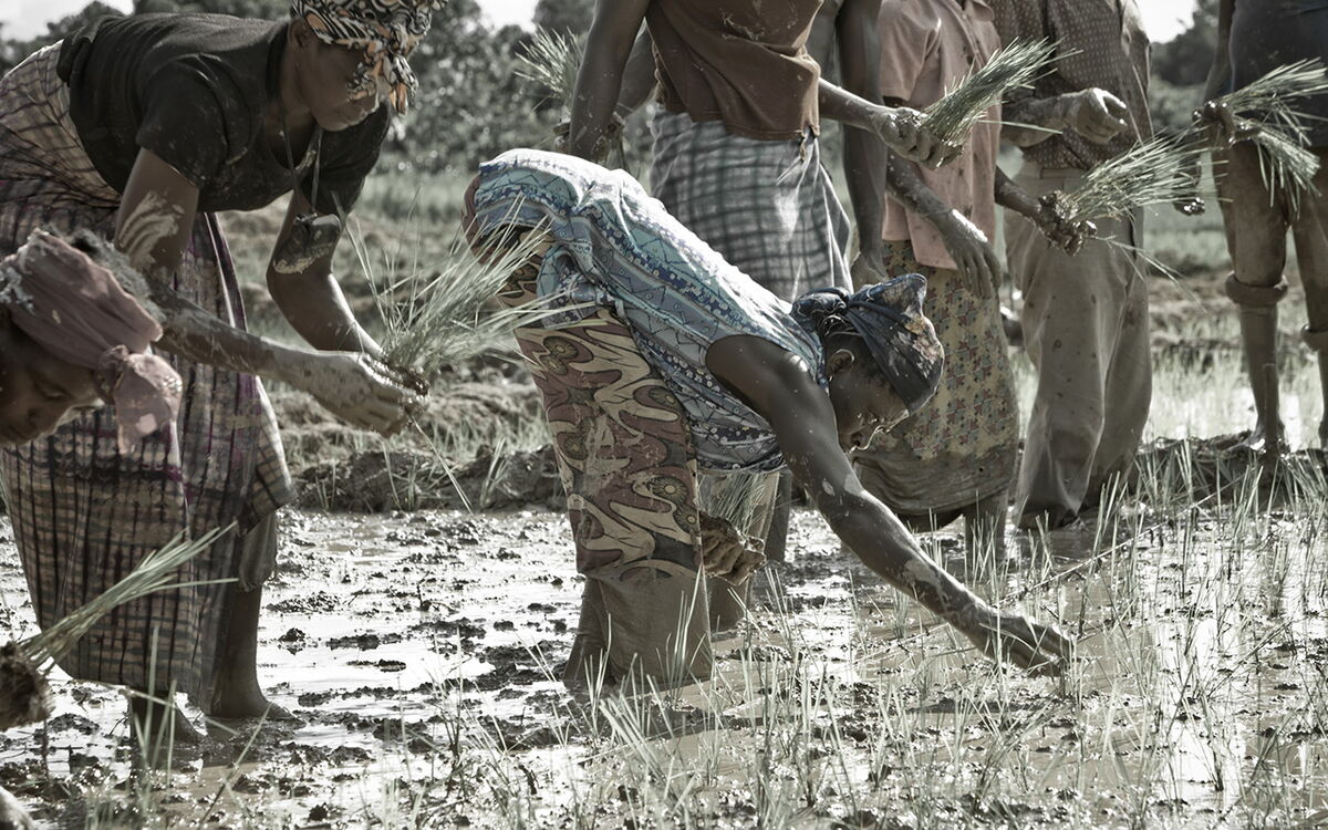 Farmers plant rice seedlings in a muddy field, working together under the sun.