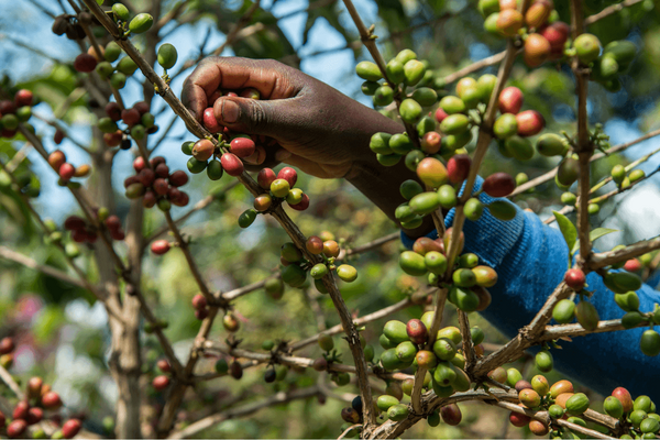 A hand selects ripe coffee cherries from a lush coffee plant, showcasing the vibrant colors of the harvest.