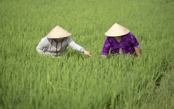 Zwei Personen mit Strohhüten arbeiten in einem grünen Reisfeld und untersuchen die Pflanzen.