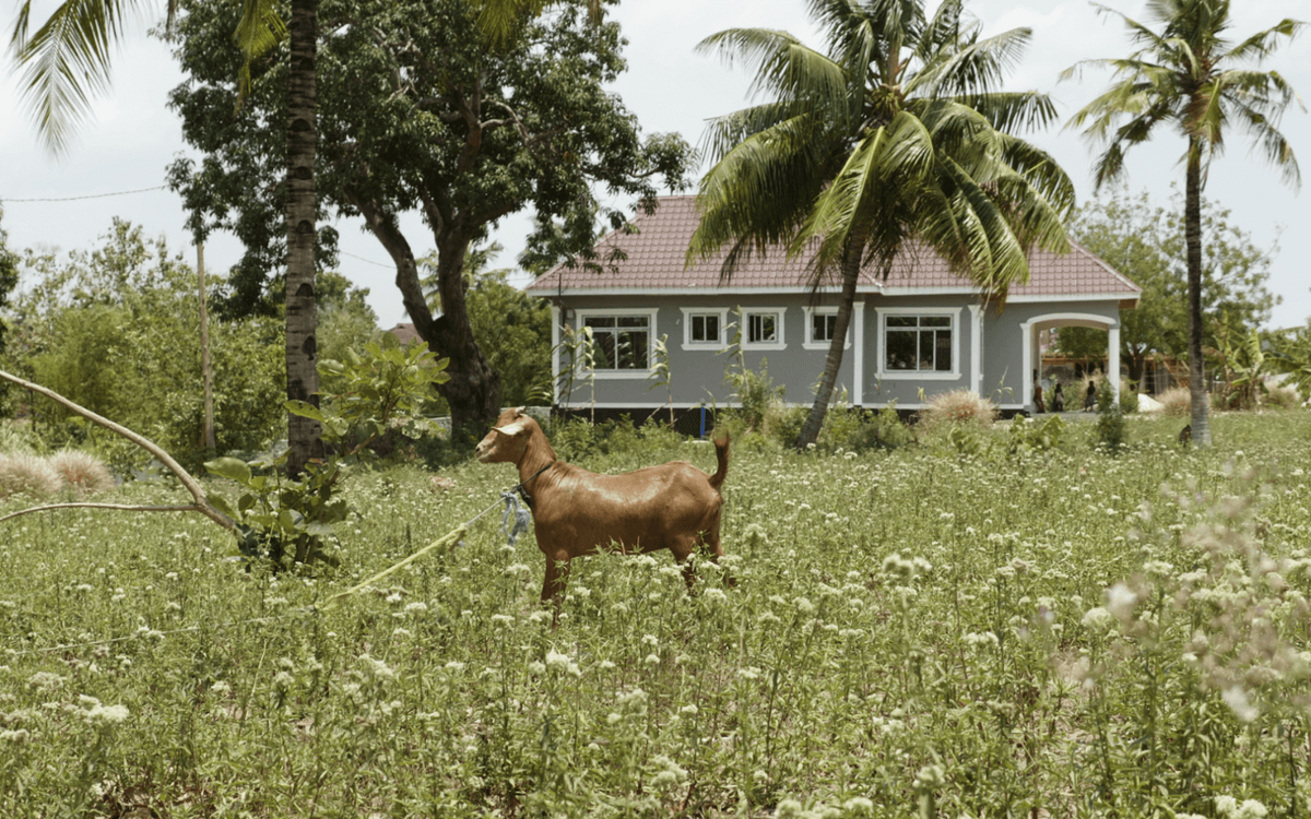 Eine Ziege steht auf einer blühenden Wiese vor einem Haus mit Palmen im Hintergrund.