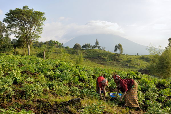 Two people work in a lush green field with a mountainous backdrop, emphasizing sustainable farming.