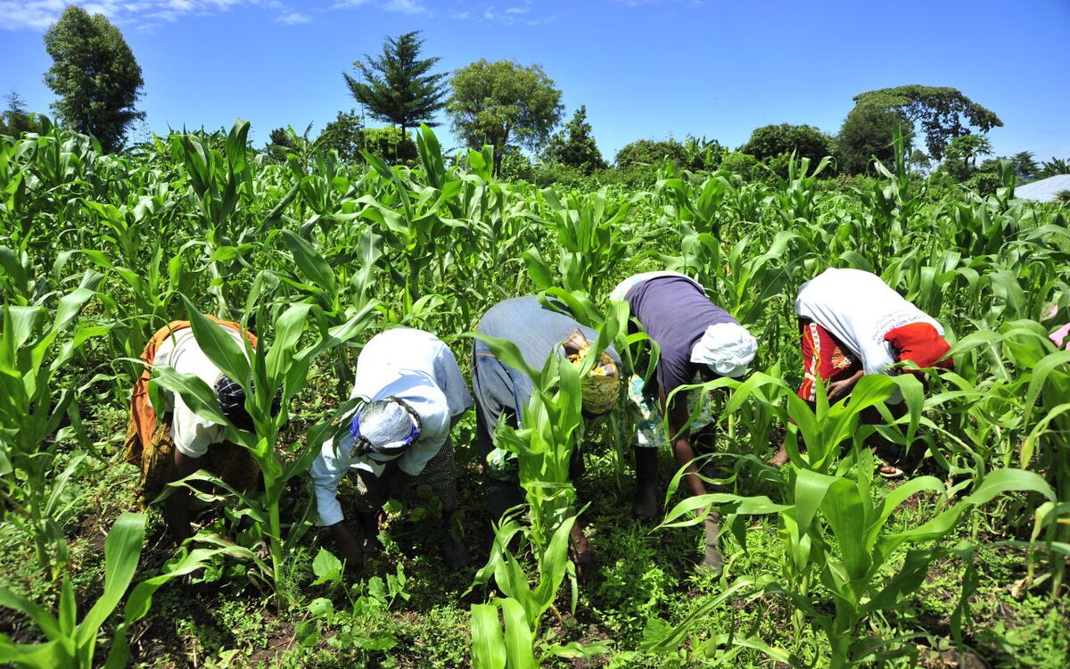 Farmers work together weeding a lush green maize field under a clear blue sky.