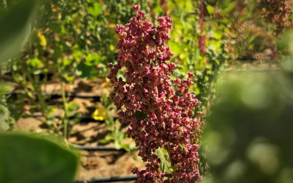 Quinoa could have a huge potential in Central Asia, where the Aral Sea Basin has been especially hard-hit by salinisation.