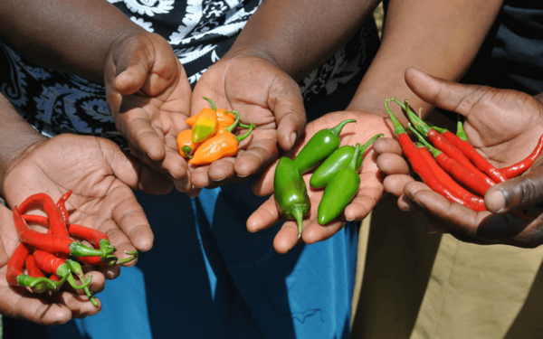 Sandisiwe Dlamini and the chilli pepper business