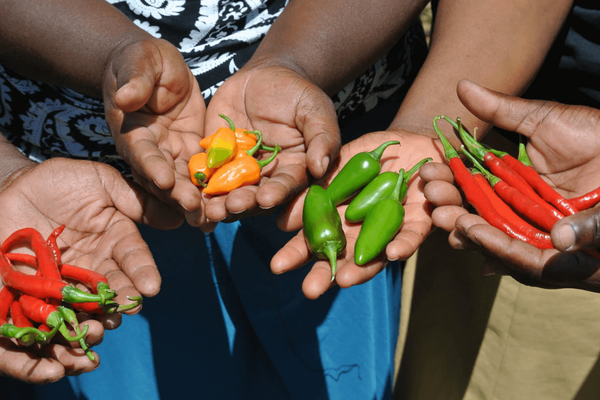 Hands display a colorful variety of chillies, including red, green, and orange, showcasing 2023 Black Mamba chillies.
