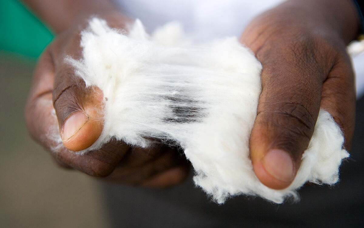 Hands gently stretch fluffy cotton fibers, highlighting its texture and quality.
