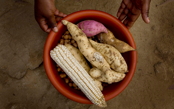 Eine Person hält eine Schüssel mit verschiedenen afrikanischen Feldfrüchten, darunter Mais und Süßkartoffeln.
