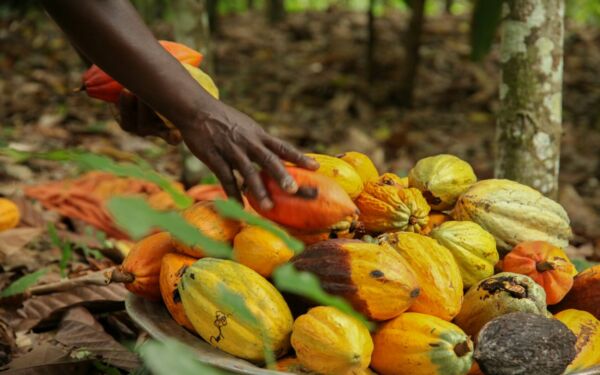 Côte d’Ivoire: The Future Starts With Food