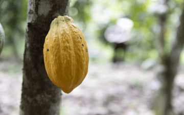 Die befragten Menschen möchten sich aktiver an Food-Governance-Prozessen beteiligen. (c) SLE