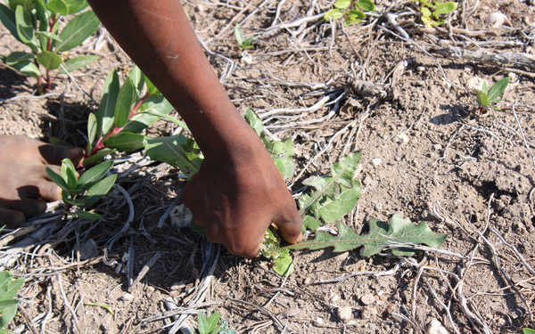 Eine Hand zieht Unkraut aus trockener Erde, umgeben von kleinen grünen Pflanzen.