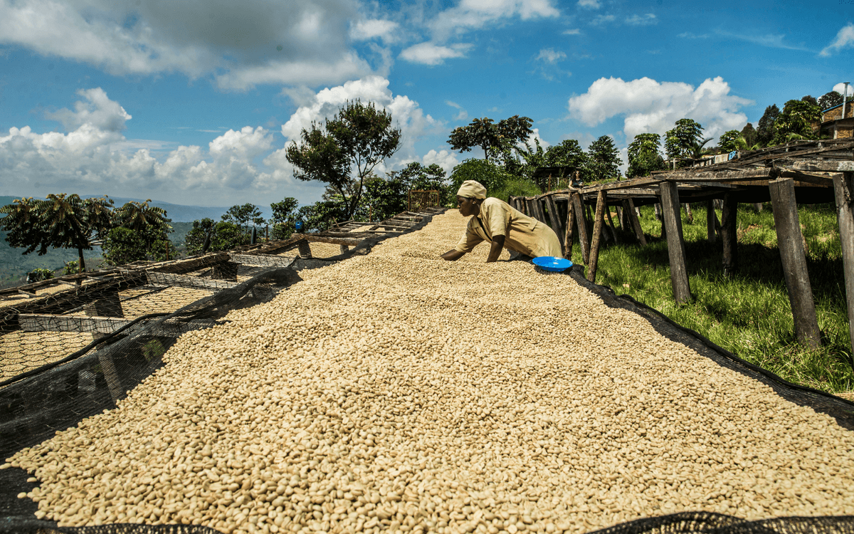 Eine Person sortiert Kaffeebohnen auf großen Trockengestellen in einer ländlichen Landschaft unter blauem Himmel.