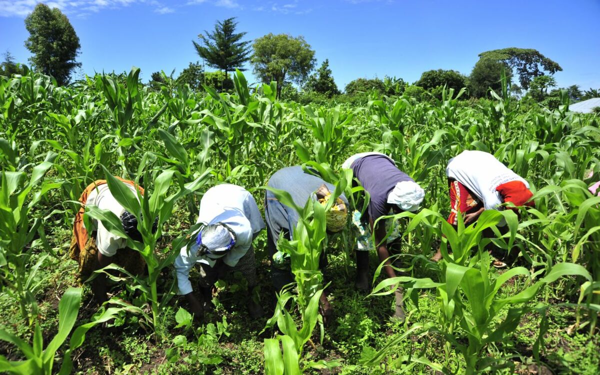 How Smallholders became Commodity Suppliers