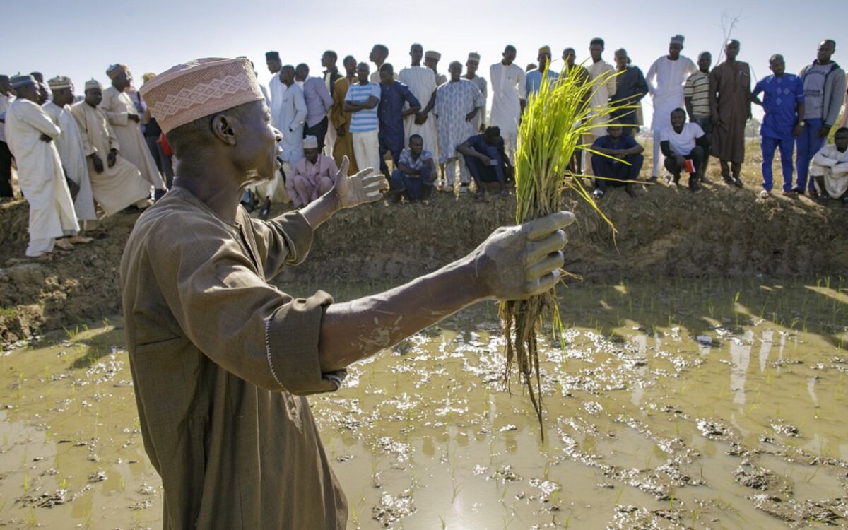 Aus vielem wird Eins: CGIAR-Netzwerk baut um