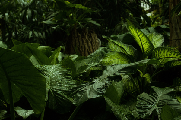 Dichte tropische Vegetation zeigt die Vielfalt der Pflanzen mit großen, grünen Blättern im Regenwald.