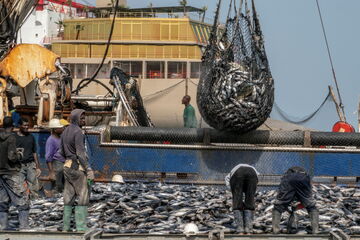 Ich bin ein Alternativtext