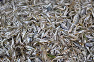 Lake Victoria: GIZ supports women's groups in hygienic processing and marketing of the fish. Photo: Dirk Ostermeier, GIZ