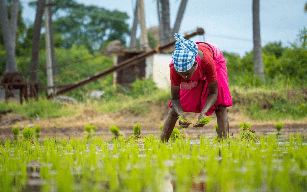 Why organic is a „blessed” method