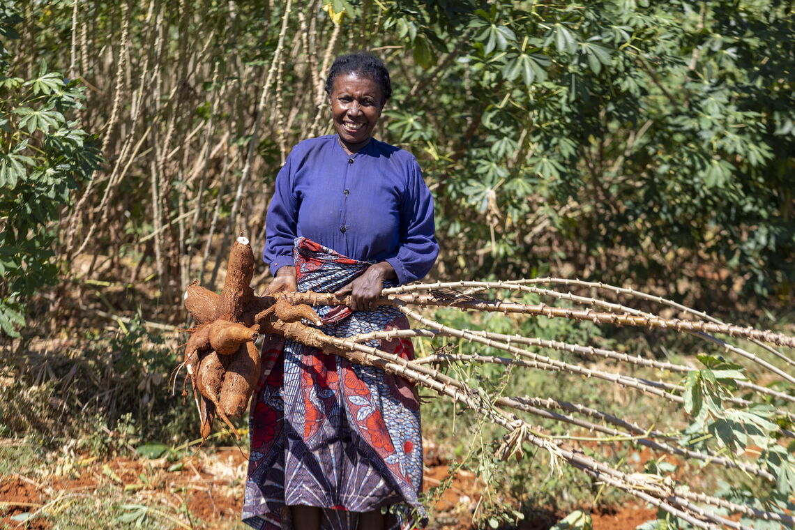 A woman smiles while harvesting large cassava roots in a lush field, showcasing her role in local development.