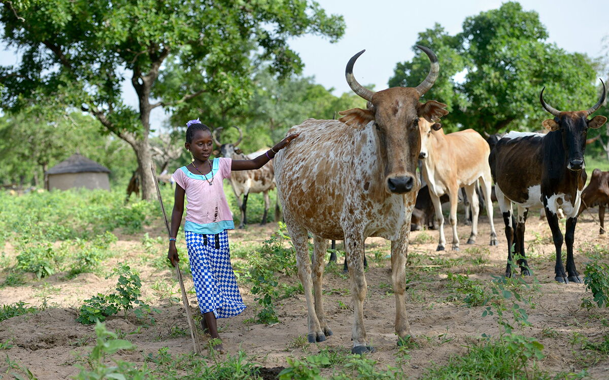 A young girl in a checkered skirt tends to her cattle in a lush, green rural setting.