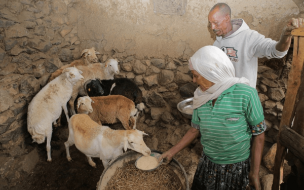 Climate change mitigation and adaptation strategies for the African livestock sector