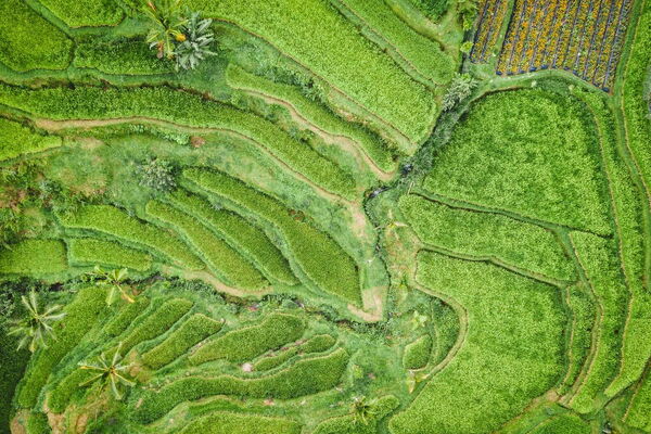 Luftaufnahme eines grünen Plateaus mit geschwungenen Reisfeldern, die die Landschaft in lebendigen Mustern formen.