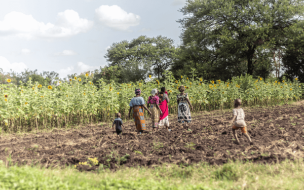 Sang'alo Institute invests in farming of sunflower crop
