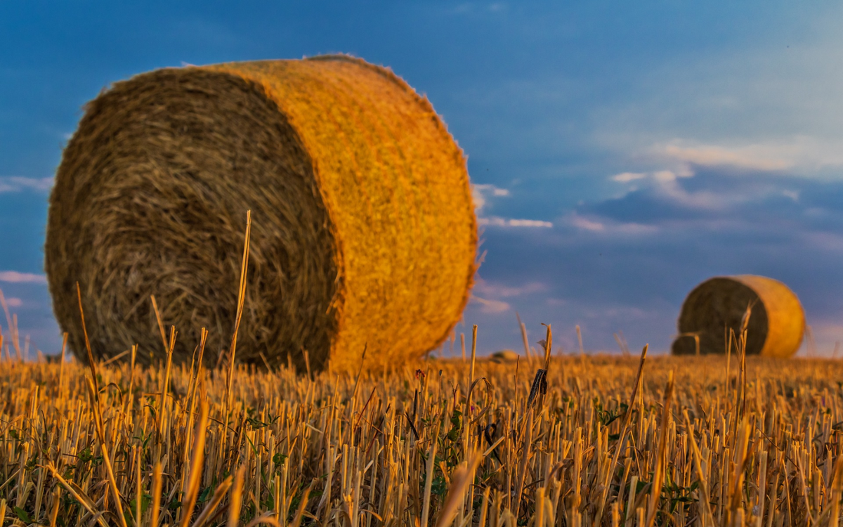 Zwei große Strohballen liegen auf einem goldenen Feld unter einem klaren, blauen Himmel im Abendlicht.
