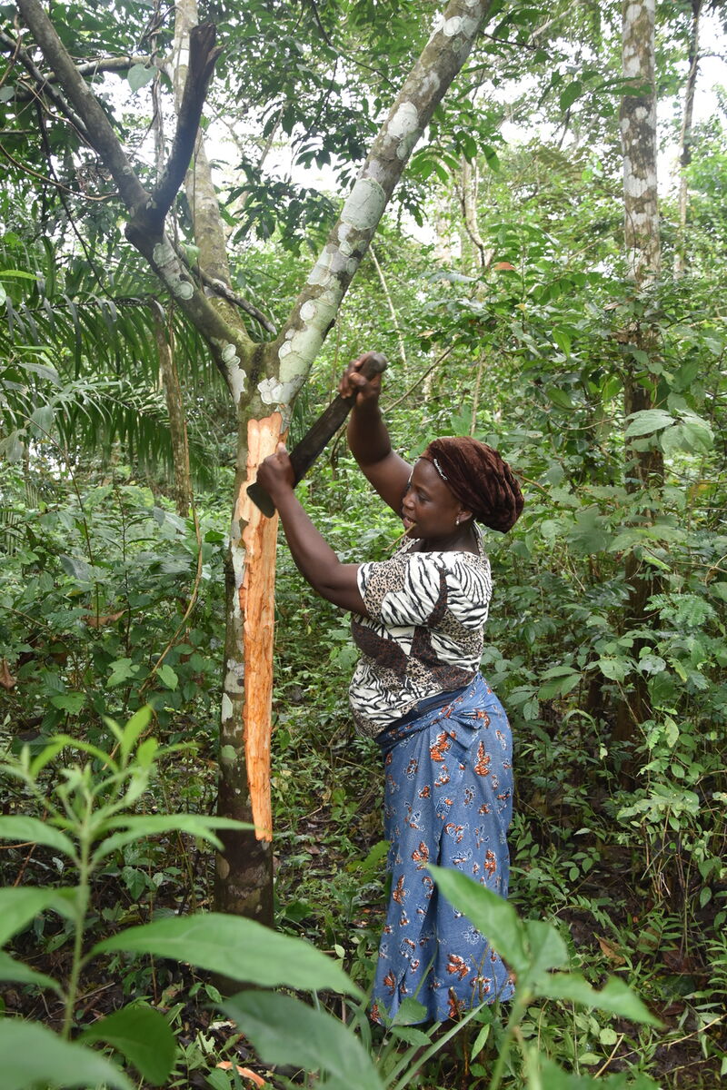 Eine Frau schält die Rinde einer Trichilia heudelotii im Regenwald von Kpalimé, Togo.
