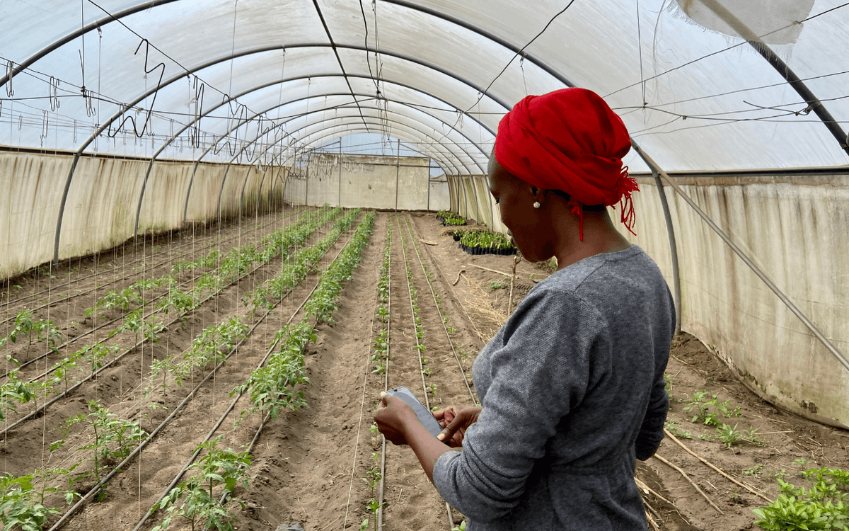 A woman in a red headscarf observes young plants growing in a greenhouse, tending to them carefully.