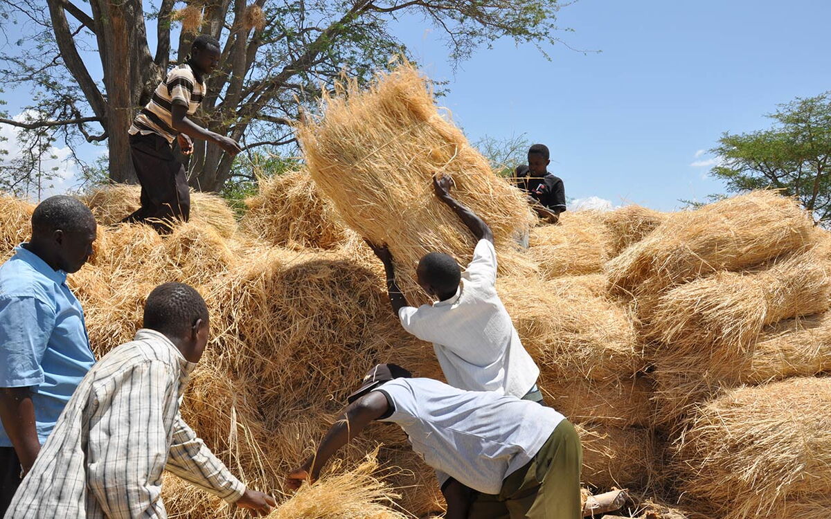 A group of people work together to stack large bundles of hay under a clear blue sky.