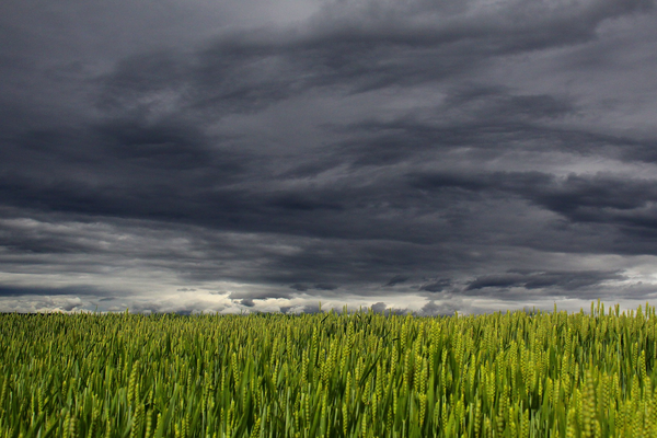 Ein grünes Weizenfeld erstreckt sich unter einem dramatisch bewölkten Himmel in der Ukraine.