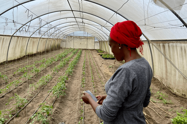 A woman in a red headscarf observes young plants growing in a greenhouse, tending to them carefully.