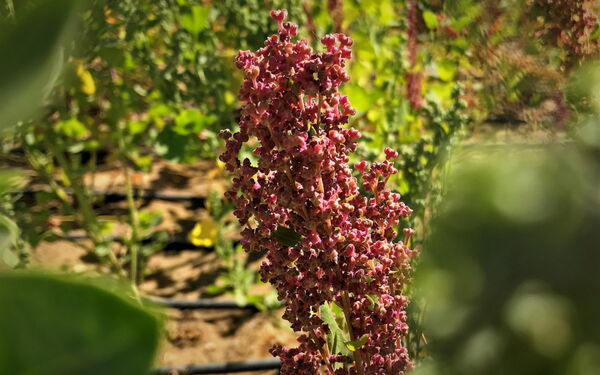 Quinoa could have a huge potential in Central Asia, where the Aral Sea Basin has been especially hard-hit by salinisation.
