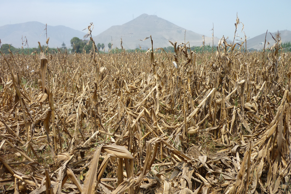 A dry, barren cornfield stretches towards distant mountains, illustrating the severe drought conditions of 2022.