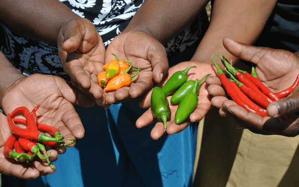 Hands display a colorful variety of chillies, including red, green, and orange, showcasing 2023 Black Mamba chillies.