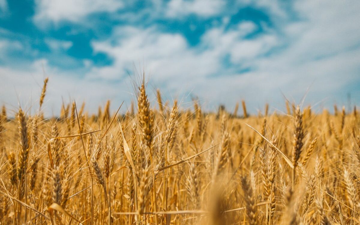 How the War against Ukraine Destabilizes Global Grain Markets