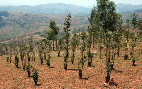Can we win the race against deforestation?