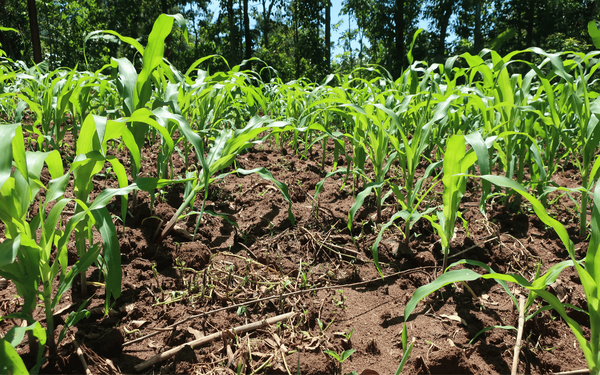 Young corn plants thrive in a sunlit field near Kisumu, Kenya, showcasing vibrant green growth.