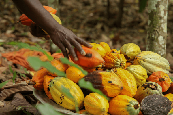 A hand selects ripe cocoa pods from a pile on the forest floor in Côte d'Ivoire.