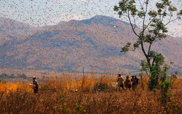 Actual Analysis: The locusts came with the crises