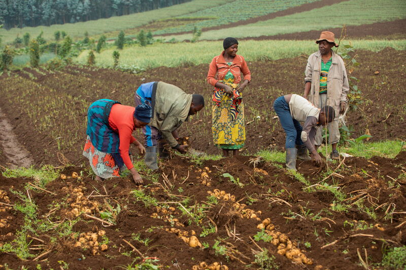 Ernte in Ruanda © CGIAR