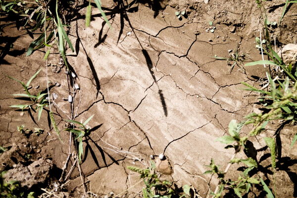 Cracked, dry soil with sparse green plants highlights drought conditions in a rural landscape.