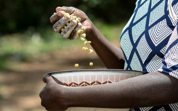 Scaling up Food Security