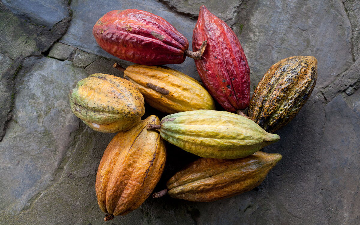 Mehrere bunte Kakaofrüchte liegen auf einem steinigen Untergrund und zeigen ihre vielfältigen Farben und Formen.