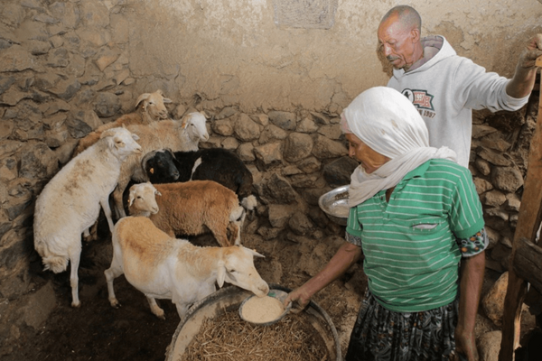 A woman feeds sheep in a rustic pen while a man observes during an agricultural event. | © Apollo Habtamu ILRI