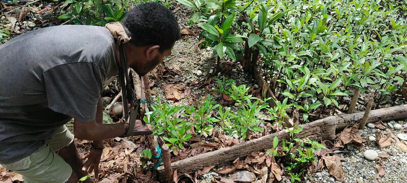 The mangrove restoration project in the Solomon Islands