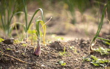 © GIZ / Ramana Dumpala