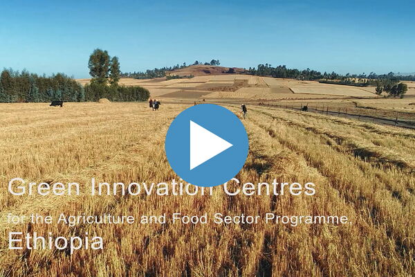 Weite Felder und Bäume unter blauem Himmel symbolisieren Innovation im Landwirtschaftszentrum.