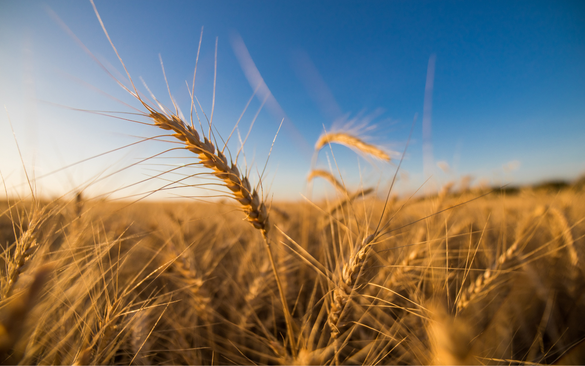 Golden wheat stalks sway under a clear blue sky, capturing a serene agricultural landscape.